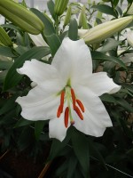 [5275 Siberia MakTL No01.JPG]